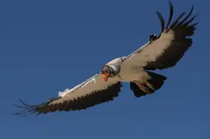 King Vulture: Unveiling the Striking Appearance of the Planet's Most Bizarre Scavenger in Flight-0