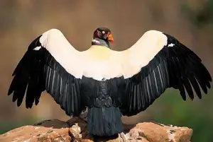 King Vulture: Unveiling the Striking Appearance of the Planet's Most Bizarre Scavenger in Flight-4