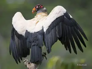 King Vulture: Unveiling the Striking Appearance of the Planet's Most Bizarre Scavenger in Flight-8