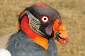 King Vulture: Unveiling the Striking Appearance of the Planet's Most Bizarre Scavenger in Flight-1
