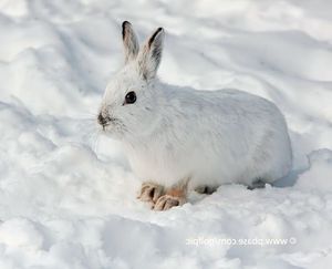 Discover Amazing Facts About Wild Rabbits in Nature-6