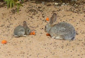 Discover Amazing Facts About Wild Rabbits in Nature-4