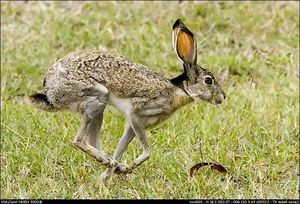 Discover Amazing Facts About Wild Rabbits in Nature-2