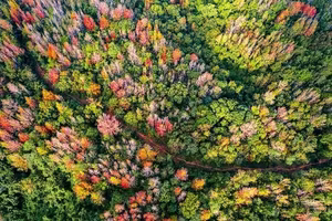 Khe Sanh's Red Leaf Season: Discover the Stunning Natural Beauty of Vietnam's Forest-4