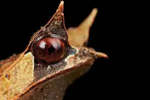 Discover the Malay Horned Frog – A Bizarre Amphibian with Eye Spikes, Master of Jungle Camouflage-0
