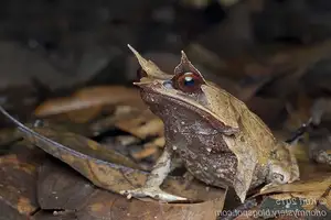 Discover the Malay Horned Frog – A Bizarre Amphibian with Eye Spikes, Master of Jungle Camouflage-3