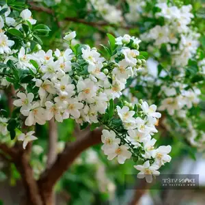 Auspicious Ornamental Plant for Peace & Prosperity Favored by the Wealthy-10