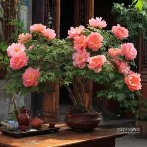 Auspicious Ornamental Plant for Peace & Prosperity Favored by the Wealthy-0