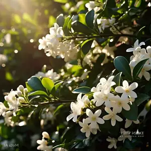 Auspicious Ornamental Plant for Peace & Prosperity Favored by the Wealthy-4