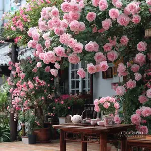 Auspicious Ornamental Plant for Peace & Prosperity Favored by the Wealthy-11