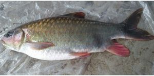 Northwestern Bong Fish: Royal Delicacy, Attracts Connoisseurs-0