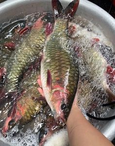 Northwestern Bong Fish: Royal Delicacy, Attracts Connoisseurs-6