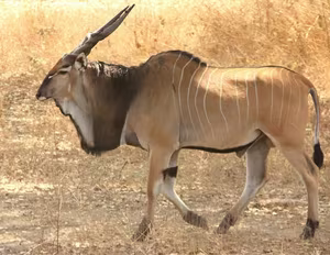 Discover Africa's 'Twisted-Horned Deity' - The Majestic Beauty of the Giant Eland-6