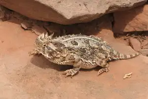 Discover the Texas Horned Lizard: The armored reptile that sprays blood from its eyes for unique self-defense-2