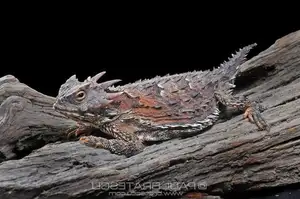 Discover the Texas Horned Lizard: The armored reptile that sprays blood from its eyes for unique self-defense-5