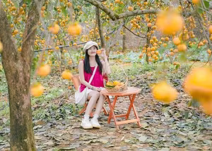 Discover Moc Chau's Ripe Persimmon Season: Vietnam's Enchanting Nature!-8