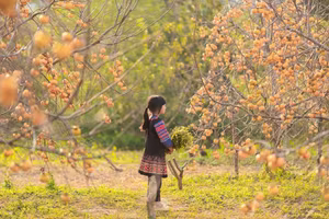 Discover Moc Chau's Ripe Persimmon Season: Vietnam's Enchanting Nature!-4