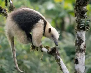 Tamandua: Mysterious 40cm Long-Tongued Anteater of South American Rainforest. Discover its Unique Self-Defense Strategy!-1