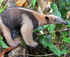 Tamandua: Mysterious 40cm Long-Tongued Anteater of South American Rainforest. Discover its Unique Self-Defense Strategy!-0