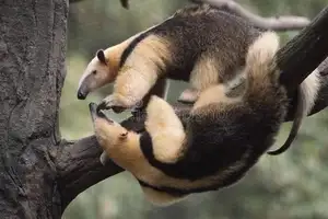 Tamandua: Mysterious 40cm Long-Tongued Anteater of South American Rainforest. Discover its Unique Self-Defense Strategy!-3