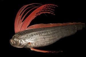 Giant Oarfish: Ocean Mystery, Natural Disaster Omen from the World's Longest Bony Fish-7