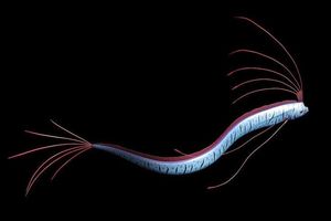 Giant Oarfish: Ocean Mystery, Natural Disaster Omen from the World's Longest Bony Fish-5