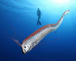 Giant Oarfish: Ocean Mystery, Natural Disaster Omen from the World's Longest Bony Fish-6