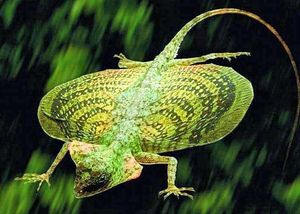 Draco Flying Lizards in Vietnam Uncover Their Amazing Gliding Mechanism and Untold Secrets-4