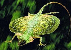 Draco Flying Lizards in Vietnam Uncover Their Amazing Gliding Mechanism and Untold Secrets-1