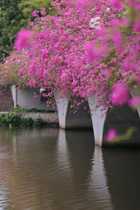 Vibrant Pink Bougainvillea Bridge: Ecopark Hung Yen's Hottest New Check-in Spot Captivating Youth-5