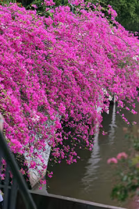 Vibrant Pink Bougainvillea Bridge: Ecopark Hung Yen's Hottest New Check-in Spot Captivating Youth-7