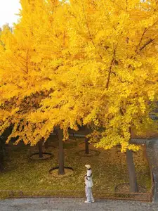 Golden Autumn Beijing: Discover Ginkgo Leaf Beauty & Capture Unforgettable Memories | Perfect Journey-3