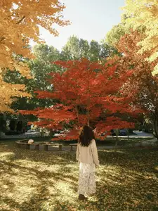 Golden Autumn Beijing: Discover Ginkgo Leaf Beauty & Capture Unforgettable Memories | Perfect Journey-2