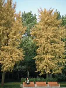 Golden Autumn Beijing: Discover Ginkgo Leaf Beauty & Capture Unforgettable Memories | Perfect Journey-5