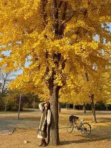 Golden Autumn Beijing: Discover Ginkgo Leaf Beauty & Capture Unforgettable Memories | Perfect Journey-7
