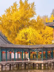 Golden Autumn Beijing: Discover Ginkgo Leaf Beauty & Capture Unforgettable Memories | Perfect Journey-0
