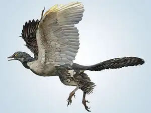 Archaeopteryx Mystery: Primitive Bird Reveals Dinosaur Evolution's Turning Point to Birds-1