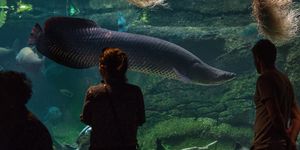 Discover the Arapaima Amazon River Monster Fish A 300kg Fearsome Predator-3