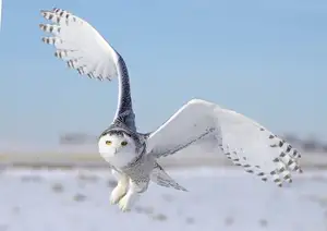 Snowy Owl: Unveiling the Arctic's Master Predator's Superb Hunting Prowess in Icy Realms-1
