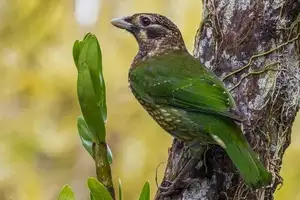 Discover the Green Catbird: Unique Call, Stunning Green Plumage-5