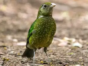 Discover the Green Catbird: Unique Call, Stunning Green Plumage-2