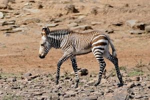 Discover South African Mountain Zebra: Climbing Master with Unique Erect Mane-3
