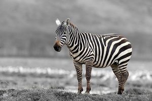 Discover South African Mountain Zebra: Climbing Master with Unique Erect Mane-4