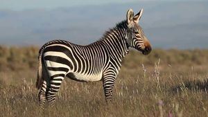 Discover South African Mountain Zebra: Climbing Master with Unique Erect Mane-7
