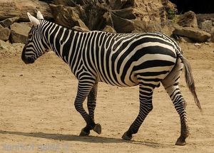 Discover South African Mountain Zebra: Climbing Master with Unique Erect Mane-5