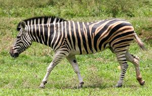 Discover South African Mountain Zebra: Climbing Master with Unique Erect Mane-6