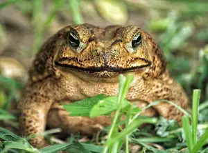 Unraveling the Terror: The Giant Cane Toad - World's Most Dangerous Invasive Species.-2
