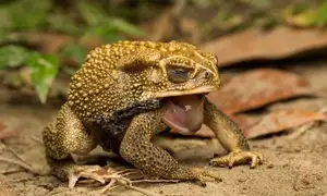 Unraveling the Terror: The Giant Cane Toad - World's Most Dangerous Invasive Species.-1