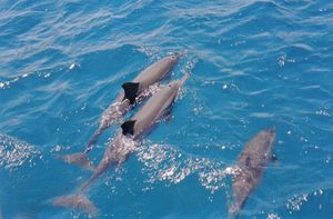 Fernando de Noronha: Brazil's Paradise Archipelago, a UNESCO Heritage Site with Unique Volcanic Landscapes-6