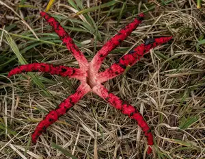 Witness the Devil's Fingers Mushroom Its surreal beauty bizarre shape and unforgettable corpse-like smell-6